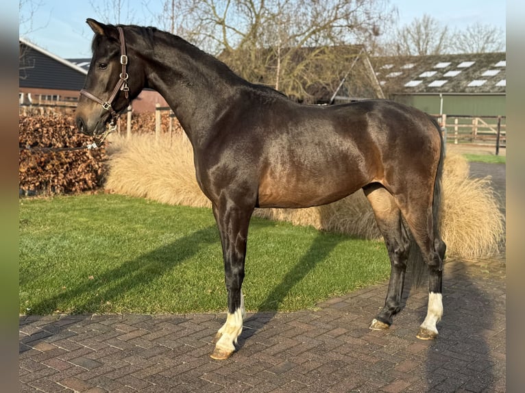 Oldenbourg Étalon 2 Ans 165 cm Bai brun in Zieuwent
