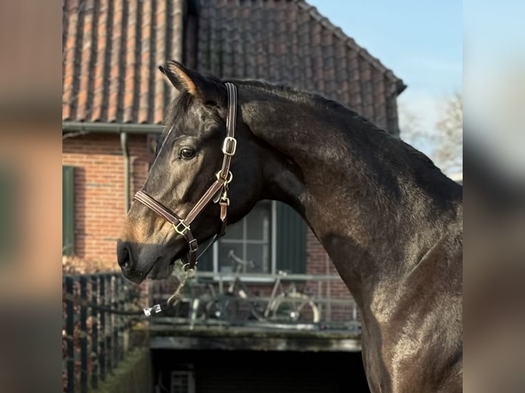 Oldenbourg Étalon 2 Ans 165 cm Bai brun in Zieuwent