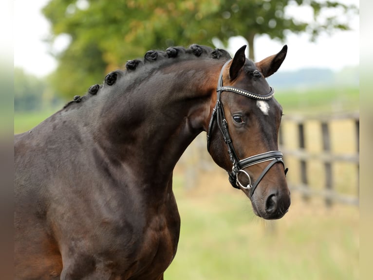 Oldenbourg Étalon 2 Ans 165 cm Bai brun in Diepholz
