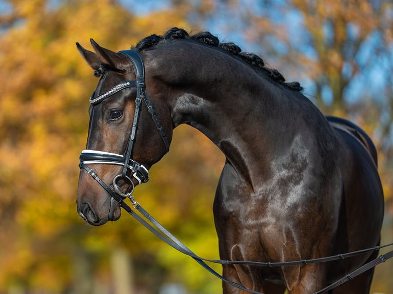 Oldenbourg Étalon 2 Ans 165 cm Bai brun in Redefin