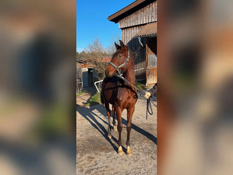 Oldenbourg Étalon 2 Ans 165 cm Bai in Überlingen