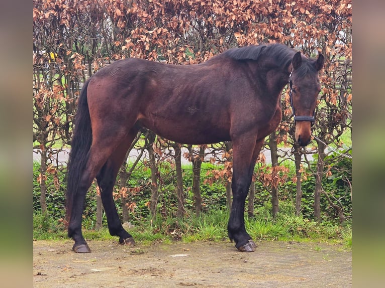 Oldenbourg Étalon 2 Ans 165 cm Bai in Someren