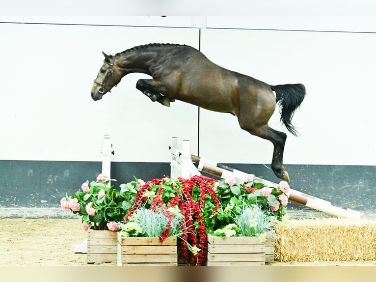 Oldenbourg Étalon 2 Ans 165 cm Gris in Bladel