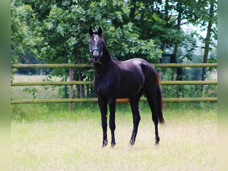 Oldenbourg Étalon 2 Ans 165 cm Noir in Radeburg