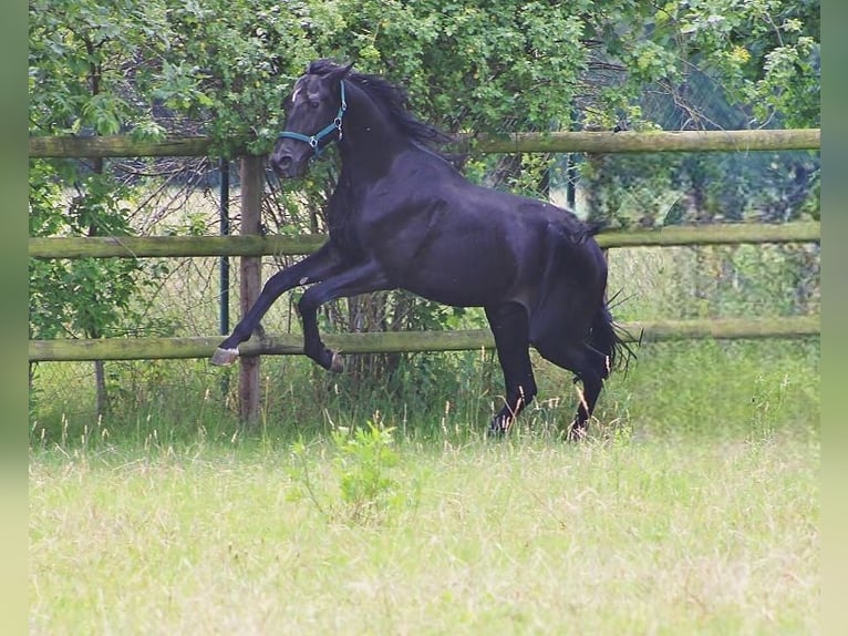 Oldenbourg Étalon 2 Ans 165 cm Noir in Radeburg