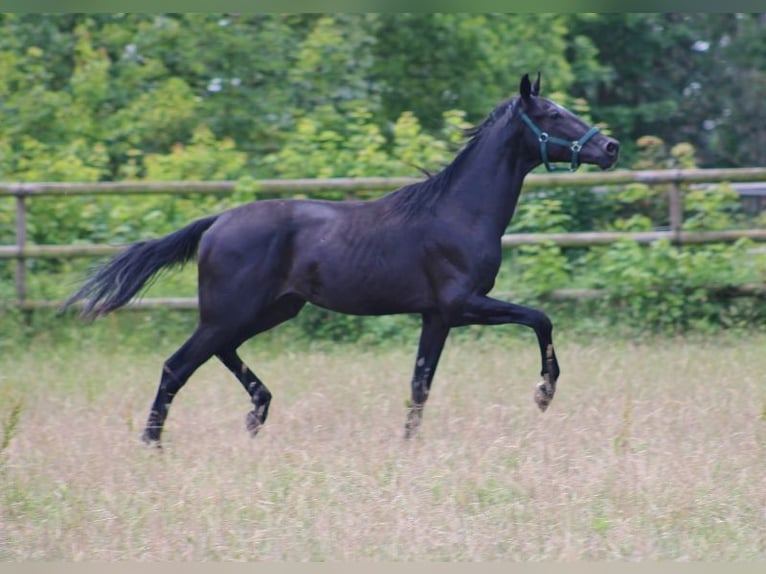 Oldenbourg Étalon 2 Ans 165 cm Noir in Radeburg