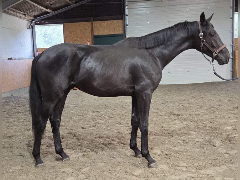 Oldenbourg Étalon 2 Ans 165 cm Noir in Wettrup