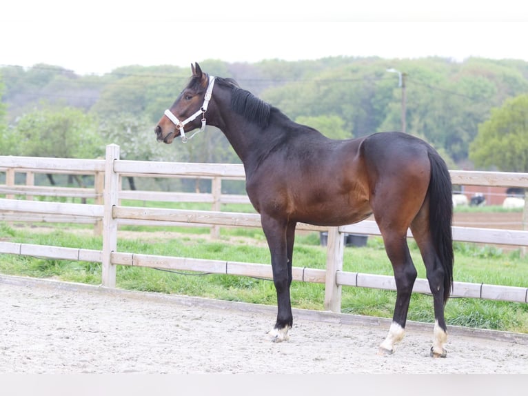 Oldenbourg Étalon 2 Ans 166 cm Bai in Pepingen