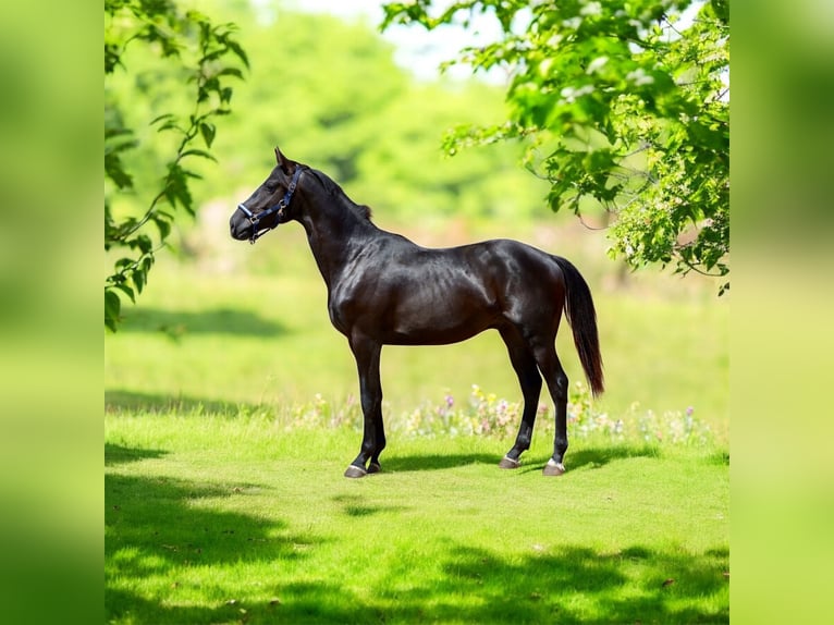 Oldenbourg Étalon 2 Ans 166 cm Noir in Vechta
