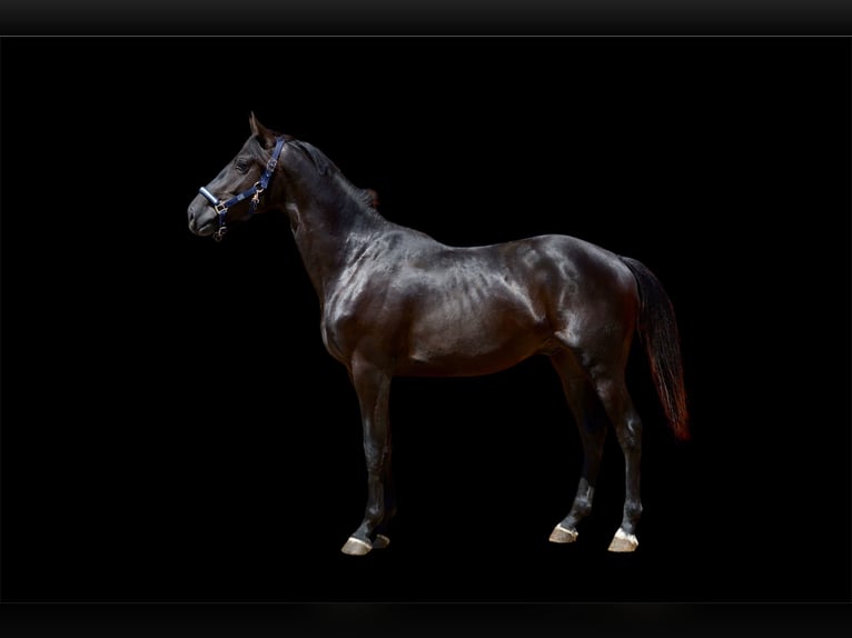 Oldenbourg Étalon 2 Ans 166 cm Noir in Vechta