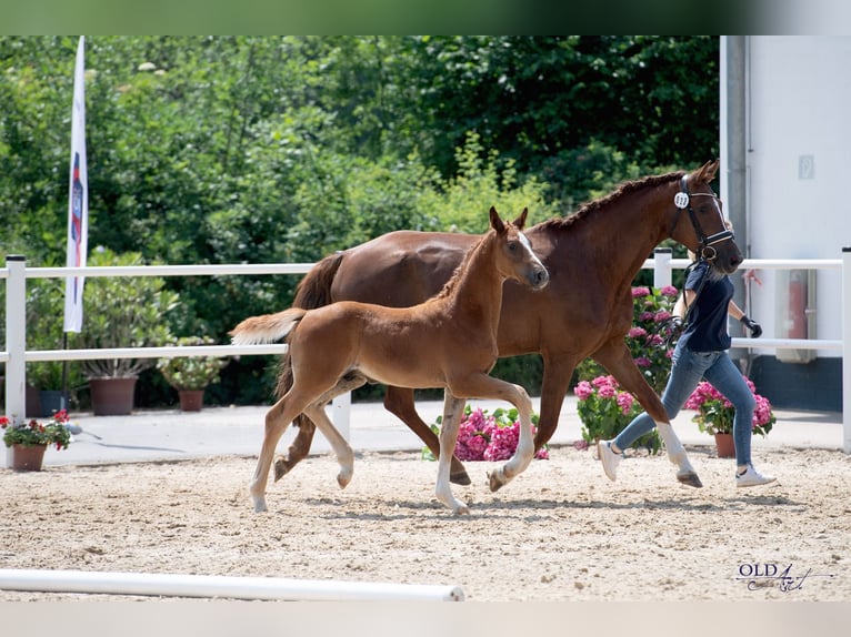 Oldenbourg Étalon 2 Ans 167 cm Alezan in Graditz