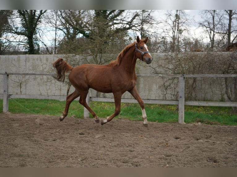 Oldenbourg Étalon 2 Ans 167 cm Alezan in Graditz