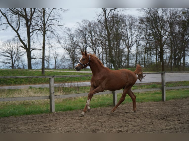 Oldenbourg Étalon 2 Ans 167 cm Alezan in Graditz