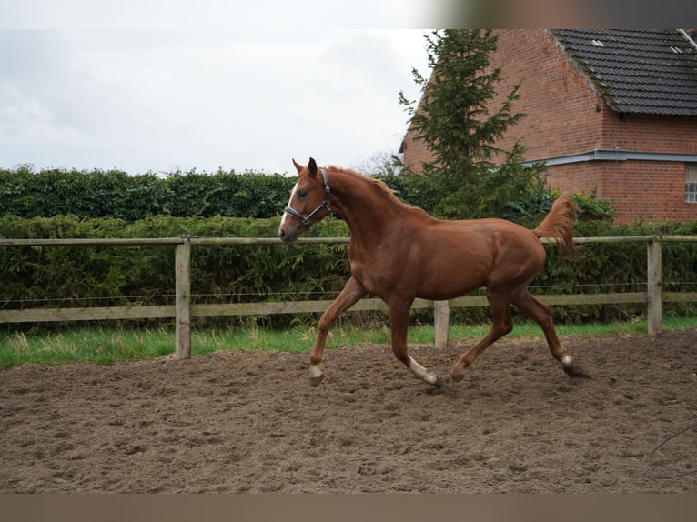 Oldenbourg Étalon 2 Ans 167 cm Alezan in Graditz