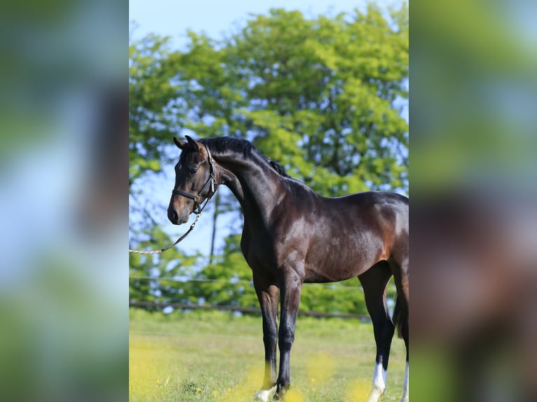 Oldenbourg Étalon 2 Ans 167 cm Bai cerise in Britovka