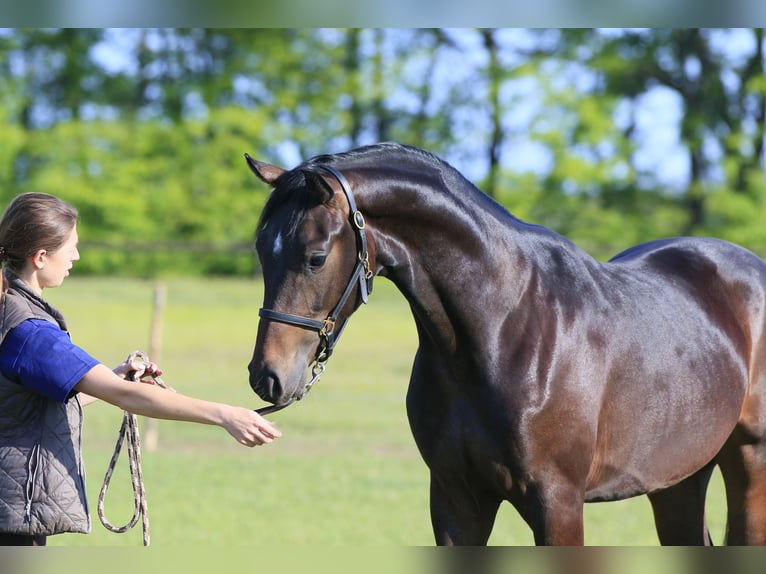 Oldenbourg Étalon 2 Ans 167 cm Bai cerise in Britovka