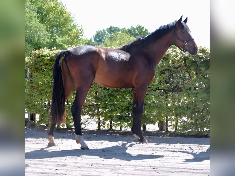 Oldenbourg Étalon 2 Ans 167 cm Bai in Hude (Oldenburg)