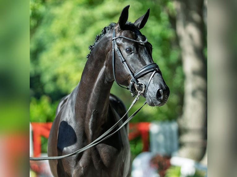 Oldenbourg Étalon 2 Ans 167 cm Noir in M&#xFC;nster