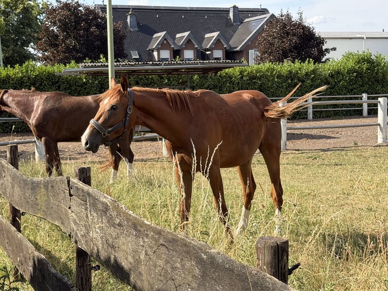 Oldenbourg Étalon 2 Ans 168 cm Alezan in Niederzier