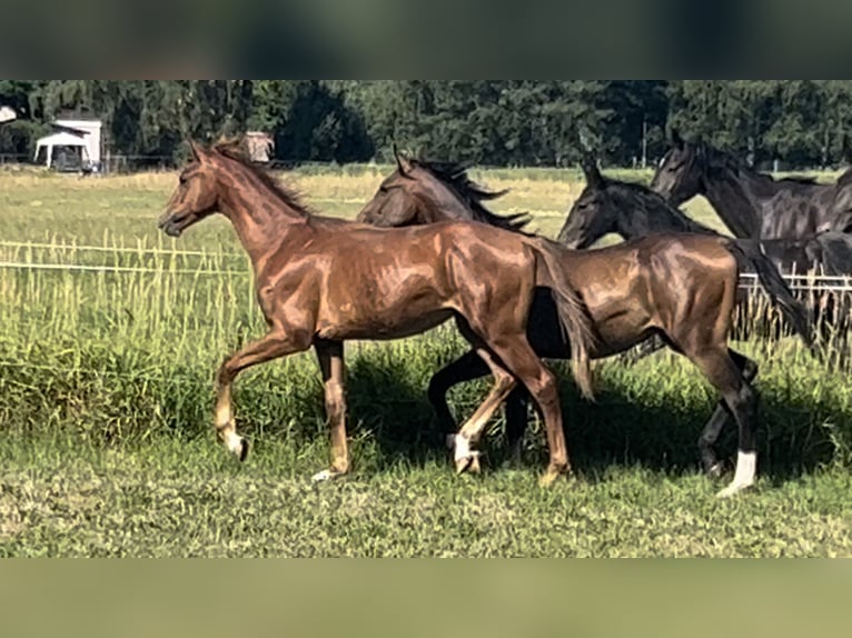 Oldenbourg Étalon 2 Ans 168 cm Alezan in Löbau