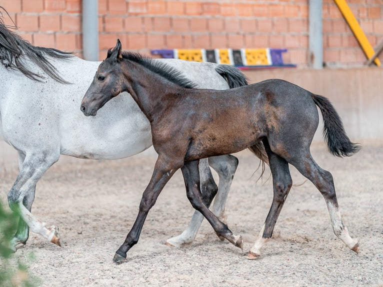 Oldenbourg Étalon 2 Ans 168 cm Gris in Zduchovice