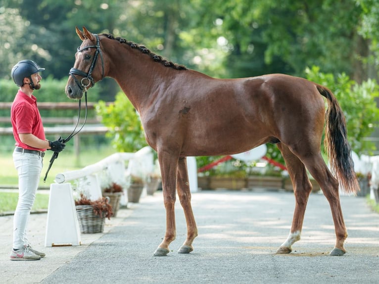 Oldenbourg Étalon 2 Ans 169 cm Alezan brûlé in Münster