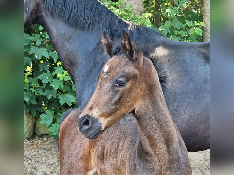 Oldenbourg Étalon 2 Ans 169 cm Bai brun in Lindern (Oldenburg)