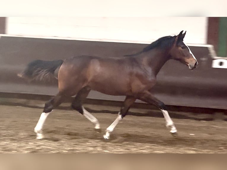 Oldenbourg Étalon 2 Ans 169 cm Bai brun in Bramsche