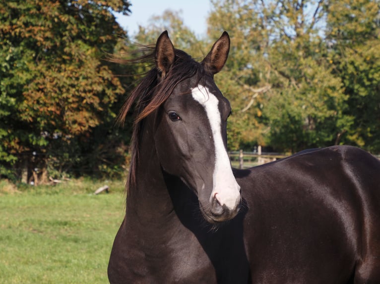 Oldenbourg Étalon 2 Ans 169 cm Bai brun foncé in Bramsche