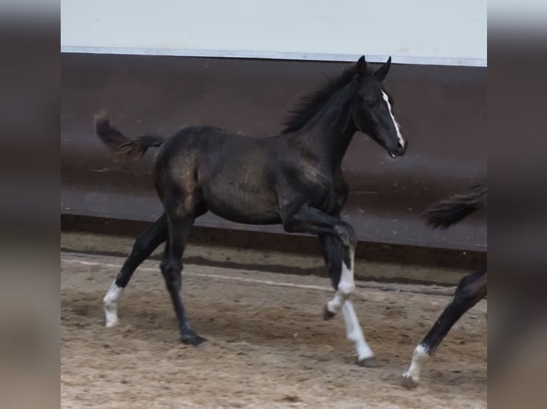 Oldenbourg Étalon 2 Ans 169 cm in Bramsche