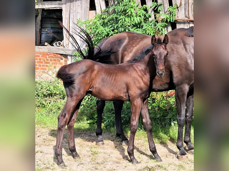 Oldenbourg Étalon 2 Ans 169 cm Noir in Ehrenburg