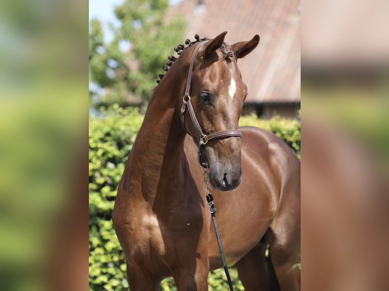 Oldenbourg Étalon 2 Ans 170 cm Alezan brûlé in Zieuwent