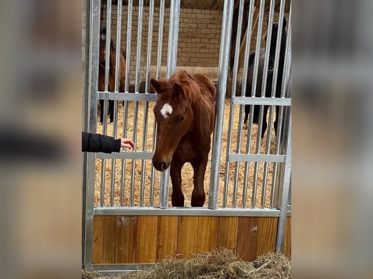 Oldenbourg Étalon 2 Ans 170 cm Alezan in Molbergen