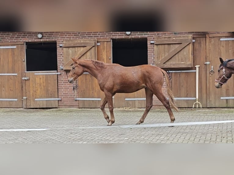 Oldenbourg Étalon 2 Ans 170 cm Alezan in Molbergen