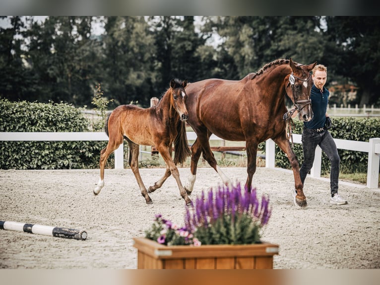 Oldenbourg Étalon 2 Ans 170 cm Bai brun in Rodewald
