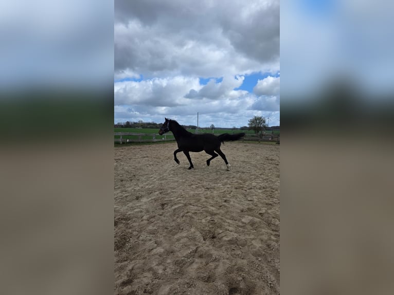 Oldenbourg Étalon 2 Ans 170 cm Bai brun in Rodewald