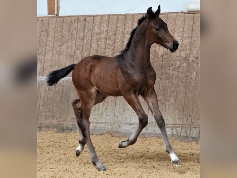 Oldenbourg Étalon 2 Ans 170 cm Bai brun in Rehau