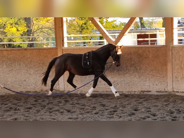 Oldenbourg Étalon 2 Ans 170 cm Bai brun in Neupotz