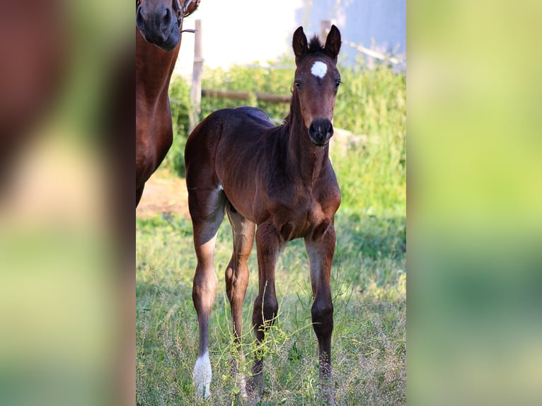 Oldenbourg Étalon 2 Ans 170 cm Bai brun in Groß Roge