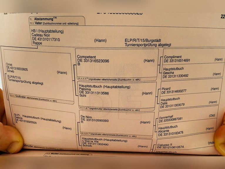 Oldenbourg Étalon 2 Ans 170 cm Bai brun foncé in Berlin
