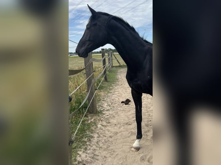 Oldenbourg Étalon 2 Ans 170 cm Bai brun foncé in Berlin