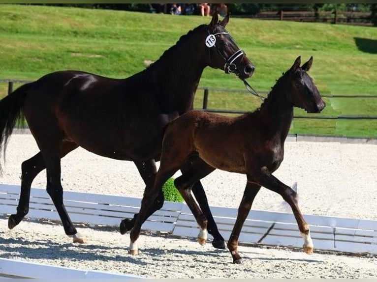 Oldenbourg Étalon 2 Ans 170 cm Bai brun foncé in Oberkrämer