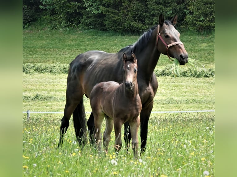 Oldenbourg Étalon 2 Ans 170 cm Bai brun foncé in Rehau