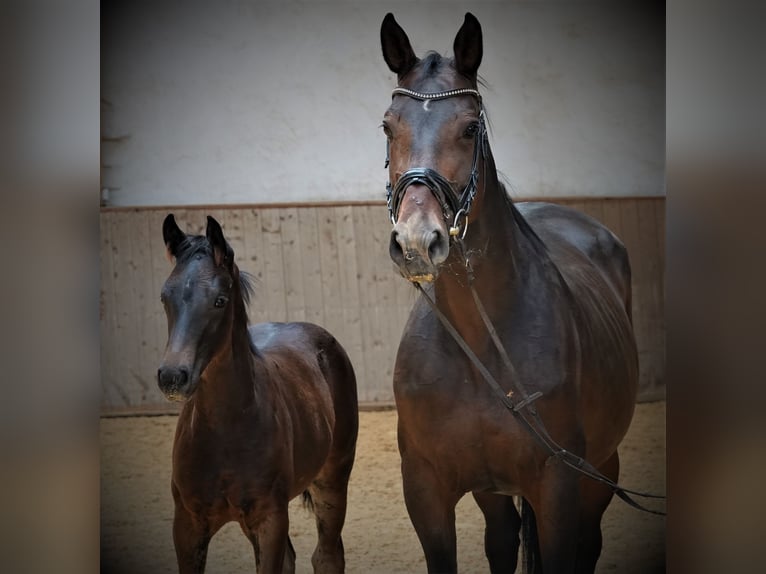 Oldenbourg Étalon 2 Ans 170 cm Bai brun foncé in Rehau