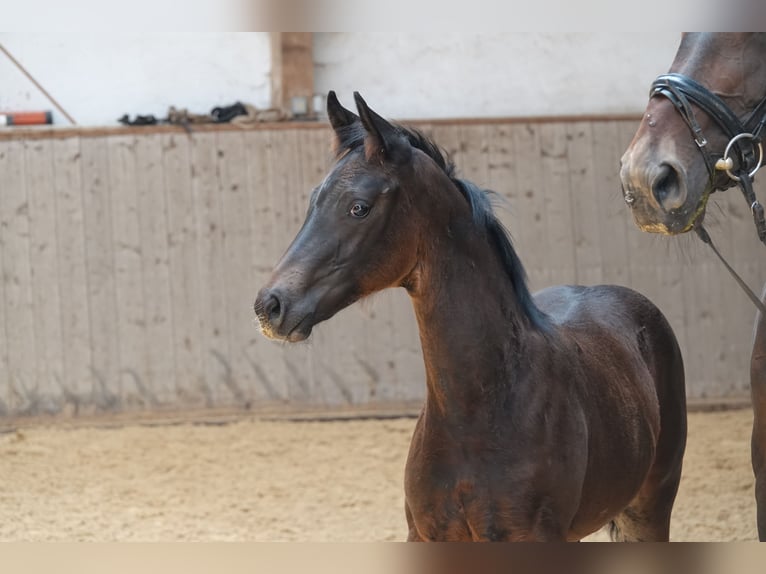 Oldenbourg Étalon 2 Ans 170 cm Bai brun foncé in Rehau