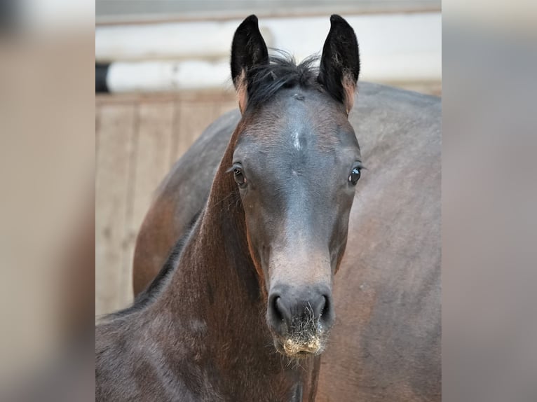 Oldenbourg Étalon 2 Ans 170 cm Bai brun foncé in Rehau