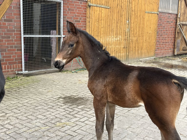Oldenbourg Étalon 2 Ans 170 cm Bai in Dunningen