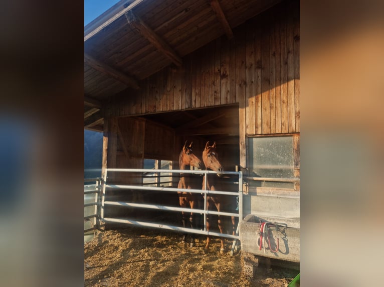 Oldenbourg Étalon 2 Ans 170 cm Bai in Frutigen