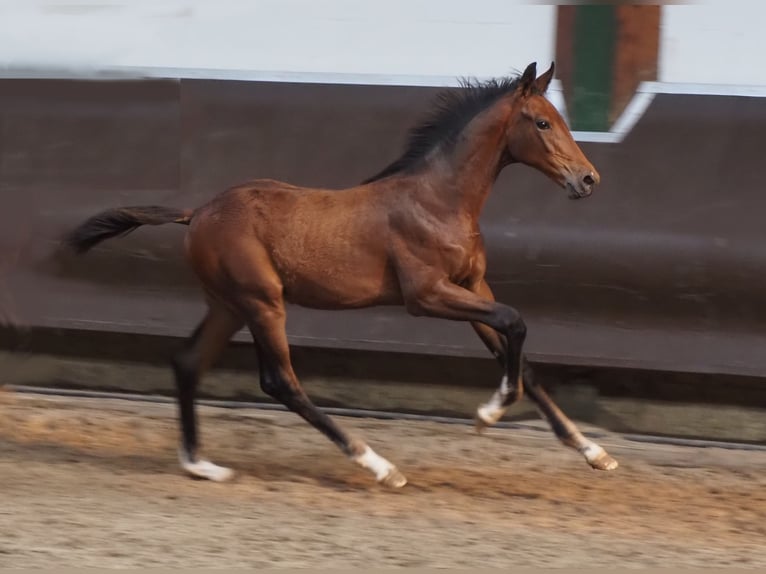 Oldenbourg Étalon 2 Ans 170 cm Bai in Bramsche