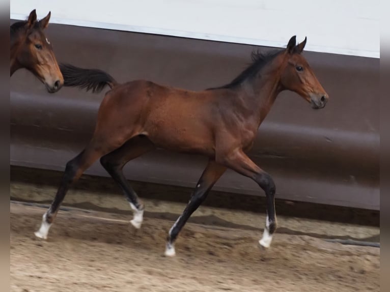 Oldenbourg Étalon 2 Ans 170 cm Bai in Bramsche